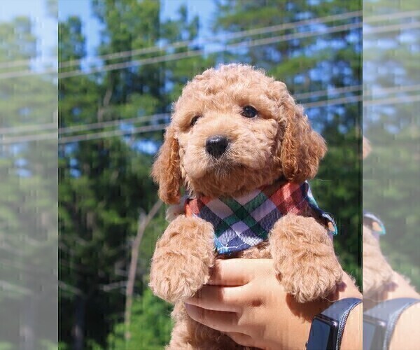 Medium Photo #6 Goldendoodle Puppy For Sale in TIMBERLAKE, NC, USA