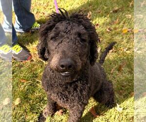 Poodle (Miniature)-Unknown Mix Dogs for adoption in Yardley, PA, USA