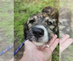 Small #5 Poodle (Standard) Mix