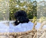 Image preview for Ad Listing. Nickname: Tessa s puppies