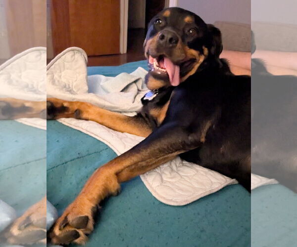 Medium Photo #7 Rottweiler-Unknown Mix Puppy For Sale in White Hall, AR, USA