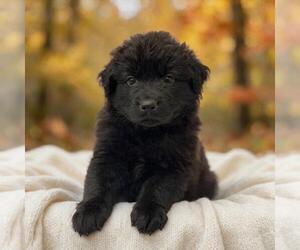 Labrador Retriever-Unknown Mix Dogs for adoption in San Diego, CA, USA