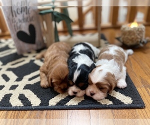 Cavalier King Charles Spaniel Puppy for sale in STE GENEVIEVE, MO, USA