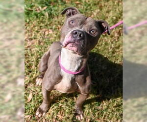 American Pit Bull Terrier Dogs for adoption in Glen Allen, VA, USA