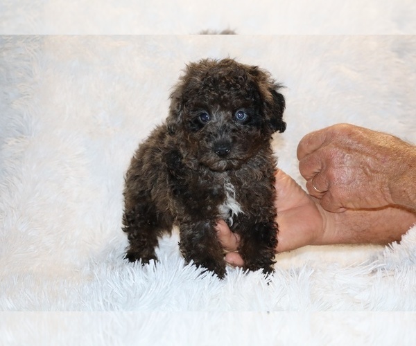 Medium Photo #3 Poodle (Toy) Puppy For Sale in DYERSBURG, TN, USA