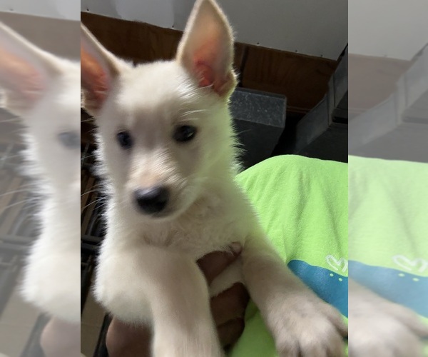 Medium Photo #1 German Shepherd Dog Puppy For Sale in RICHMOND, VA, USA