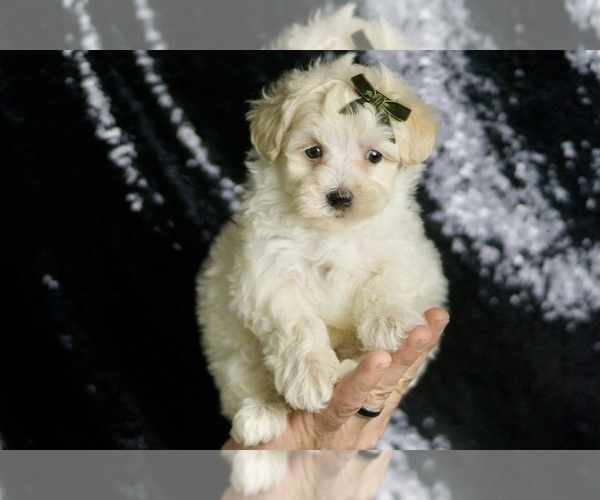 Medium Photo #41 Maltipoo Puppy For Sale in WARSAW, IN, USA