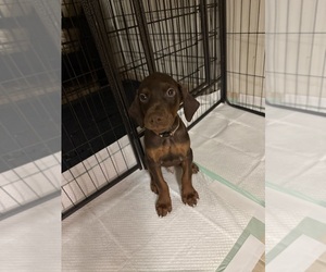 Medium Doberman Pinscher
