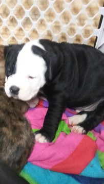Medium Photo #1 Alapaha Blue Blood Bulldog Puppy For Sale in COLUMBUS, OH, USA