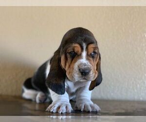 Basset Hound Puppy for sale in ELIZABETH, NJ, USA
