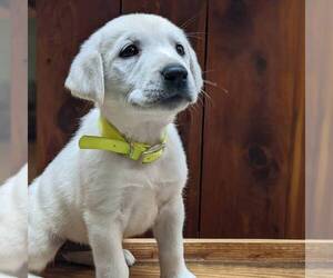 Labrador Retriever Puppy for sale in LINDEN, TN, USA
