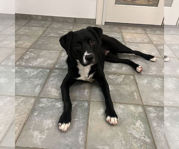 Medium Photo #1 Labrador Retriever-Unknown Mix Puppy For Sale in Oakhurst, NJ, USA