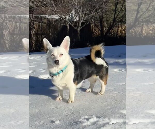 Medium Photo #1 Mutt Puppy For Sale in Denver , CO, USA