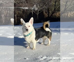 Mutt Dogs for adoption in Denver , CO, USA