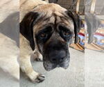 Small #3 Mastiff