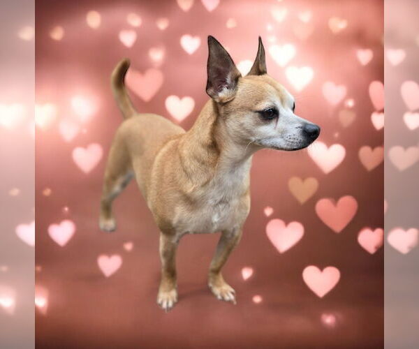 Medium Photo #2 Chihuahua Puppy For Sale in Lexington, SC, USA