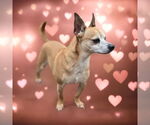Small #1 Chihuahua
