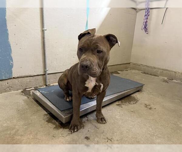 Medium Photo #1 Mutt Puppy For Sale in Camarillo, CA, USA