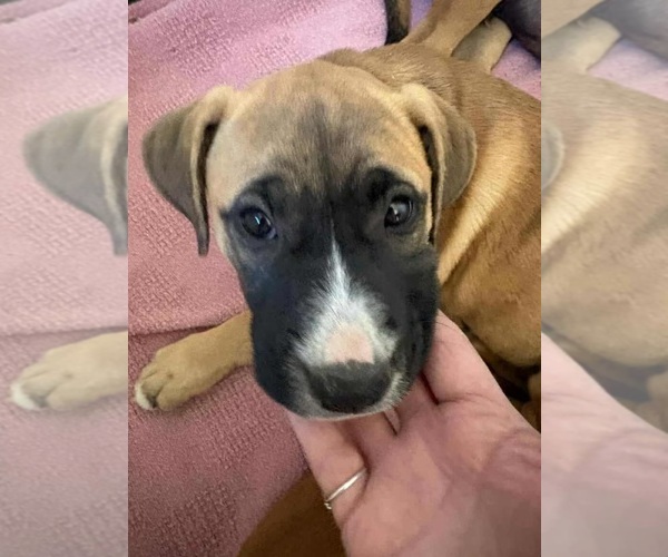 Medium Photo #8 American Staffordshire Terrier-Boxer Mix Puppy For Sale in Princeton, MN, USA