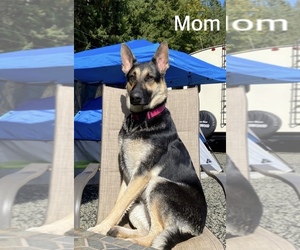 Mother of the German Shepherd Dog puppies born on 07/25/2023