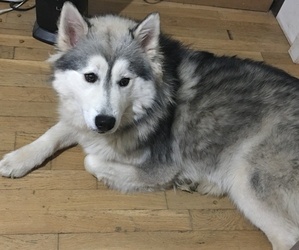 Huskimo Puppy for sale in AURORA, CO, USA