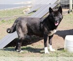 Small Photo #1 Akita Puppy For Sale in FREDERICKSBURG, OH, USA