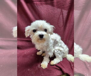 Maltese Dogs for adoption in Smithfield, PA, USA
