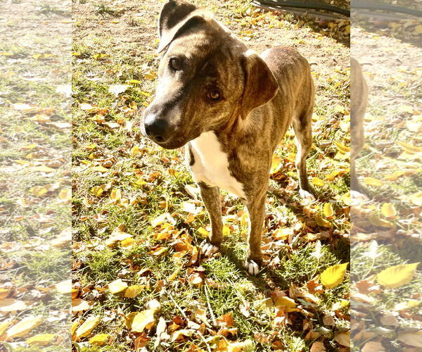Medium Photo #3 Labrador Retriever-Mountain Cur Mix Puppy For Sale in Omaha, NE, USA