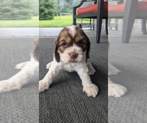 Cocker Spaniel Puppy for sale in GOSHEN, IN, USA