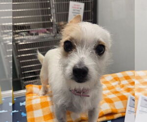 Mutt Dogs for adoption in Chico, CA, USA