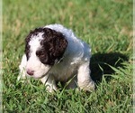 Small Photo #40 Goldendoodle Puppy For Sale in HOWARD CITY, MI, USA