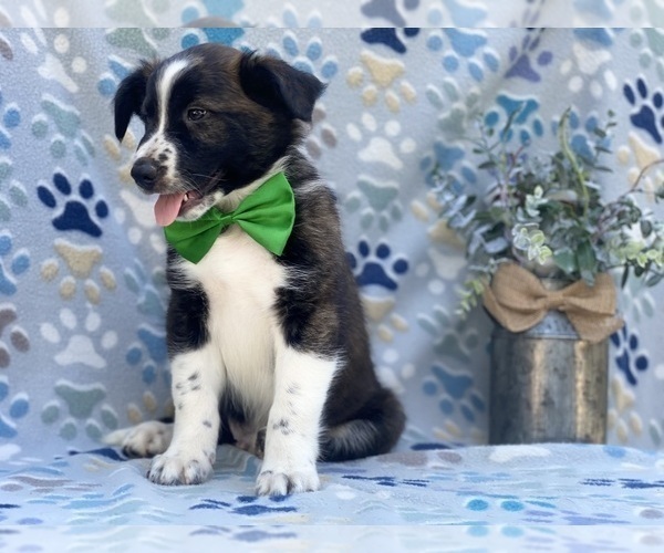 Medium Photo #4 Border Collie Puppy For Sale in LANCASTER, PA, USA