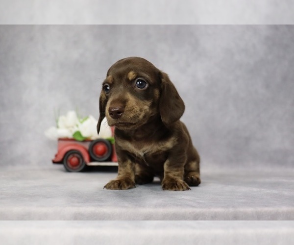 Medium Photo #3 Dachshund Puppy For Sale in BRADFORD, TN, USA
