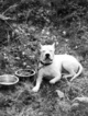 Small Photo #1 Dogo Argentino Puppy For Sale in COTOPAXI, CO, USA