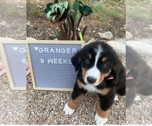 Bernese Mountain Dog Puppy for sale in DRIPPING SPGS, TX, USA
