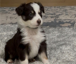 Small Photo #11 Australian Shepherd Puppy For Sale in OLD LYME, CT, USA