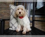 Small #5 Cockapoo