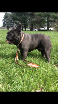 Medium Photo #1 French Bulldog Puppy For Sale in BROWNS MILLS, NJ, USA