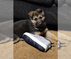 German Shepherd Dog Puppy for sale in MICHIGAN CITY, IN, USA