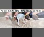 Small Photo #15 German Shorthaired Pointer Puppy For Sale in EDENTON, NC, USA