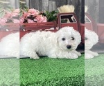 Small #5 Bichon Frise