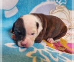 Small Photo #2 American Bulldog Puppy For Sale in MADISON, WI, USA