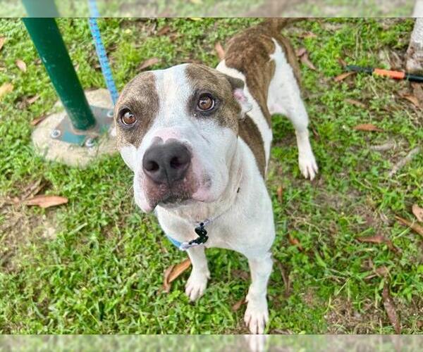 Medium Photo #1 American Pit Bull Terrier-Unknown Mix Puppy For Sale in Ocala, FL, USA