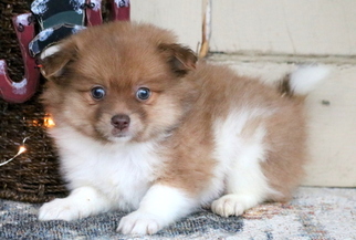 Pomeranian Puppy for sale in MOUNT JOY, PA, USA