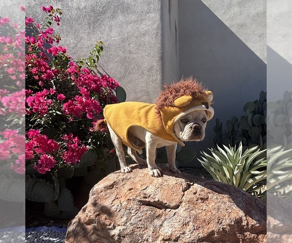 Medium Photo #1 French Bulldog Puppy For Sale in BUCKEYE, AZ, USA