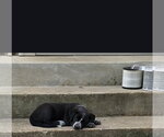 Small Mastador