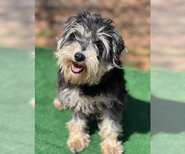 Medium Photo #1 Mutt Puppy For Sale in Lakemont, GA, USA