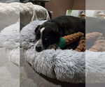 Small #3 Labrador Retriever Mix
