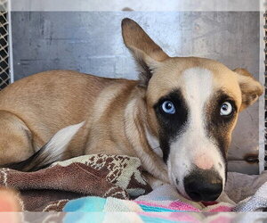 Cardigan Welsh Corgi-Unknown Mix Dogs for adoption in Bakersfield, CA, USA