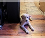 Small Photo #10 Golden Retriever Puppy For Sale in LEXINGTON, KY, USA